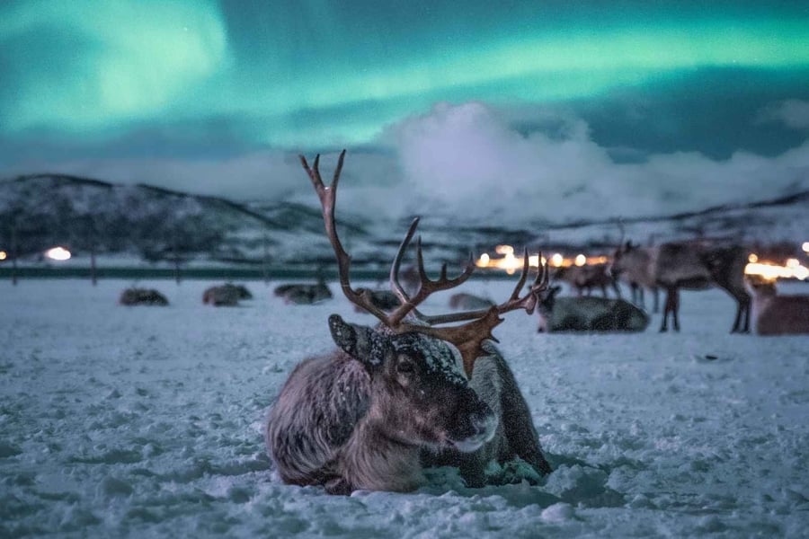 Reindeer camp, tromso norway northern lights