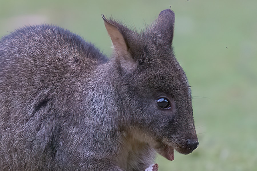 Topaz Gigapixel for wildlife photography