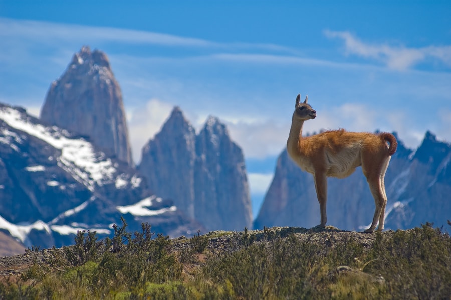 Guided wildlife photography tour Chile
