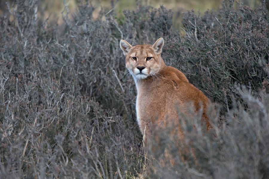 Learn how to track pumas in Chile