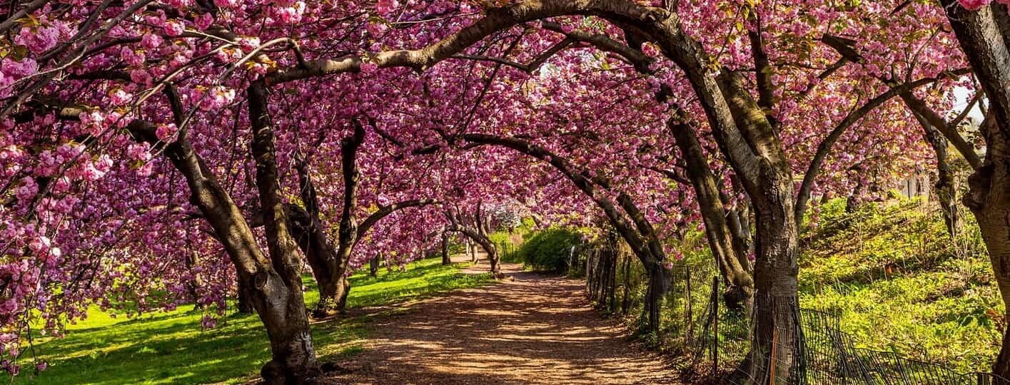 Cedar Hill  Central Park Conservancy