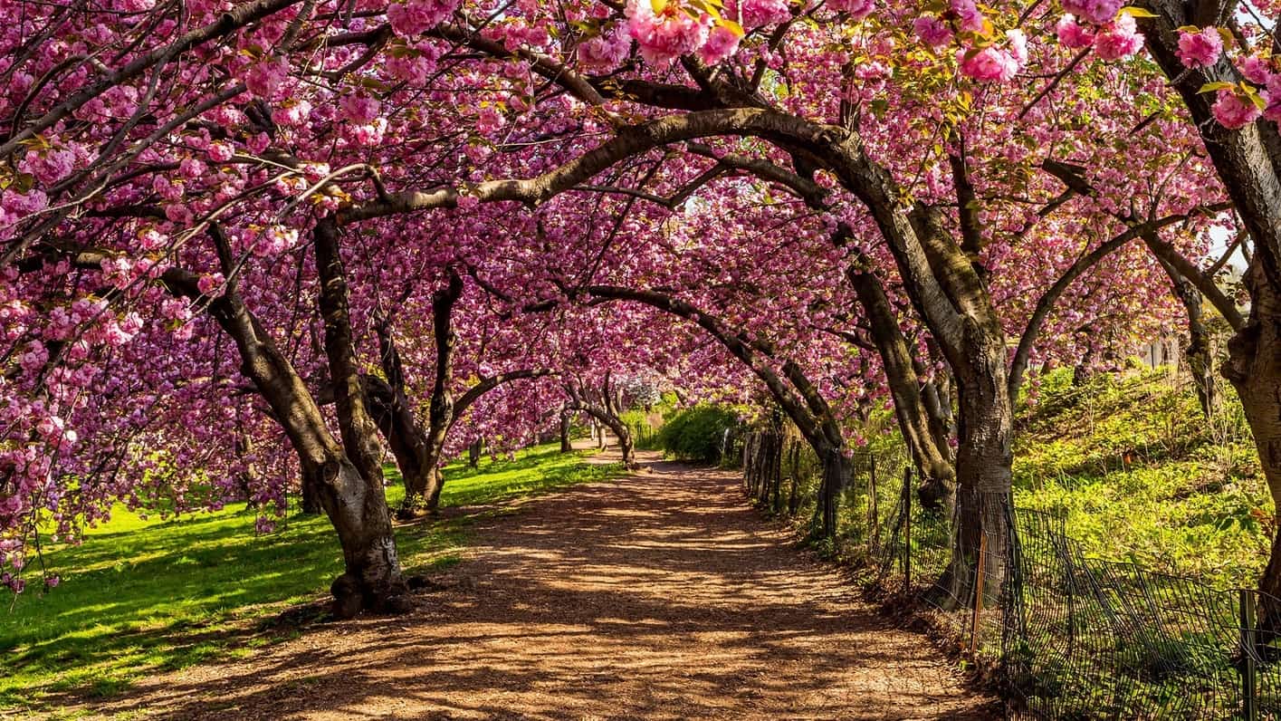 Cherry Blossoms, central park nyc map