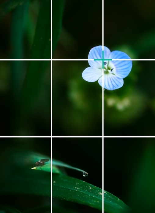 Rule of thirds in macro photography