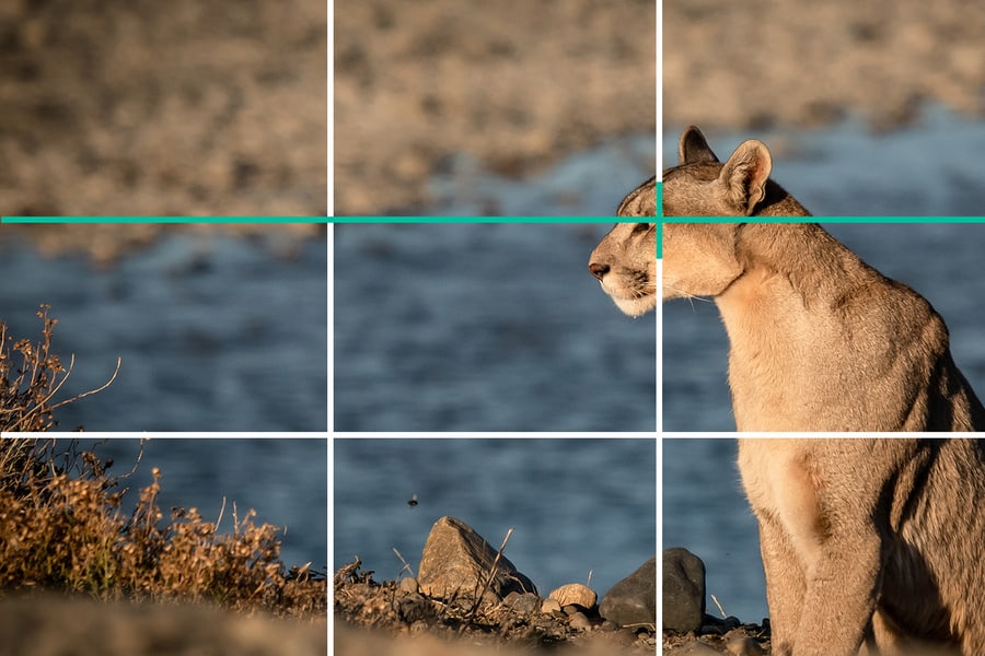 Rule of thirds in wildlife photography