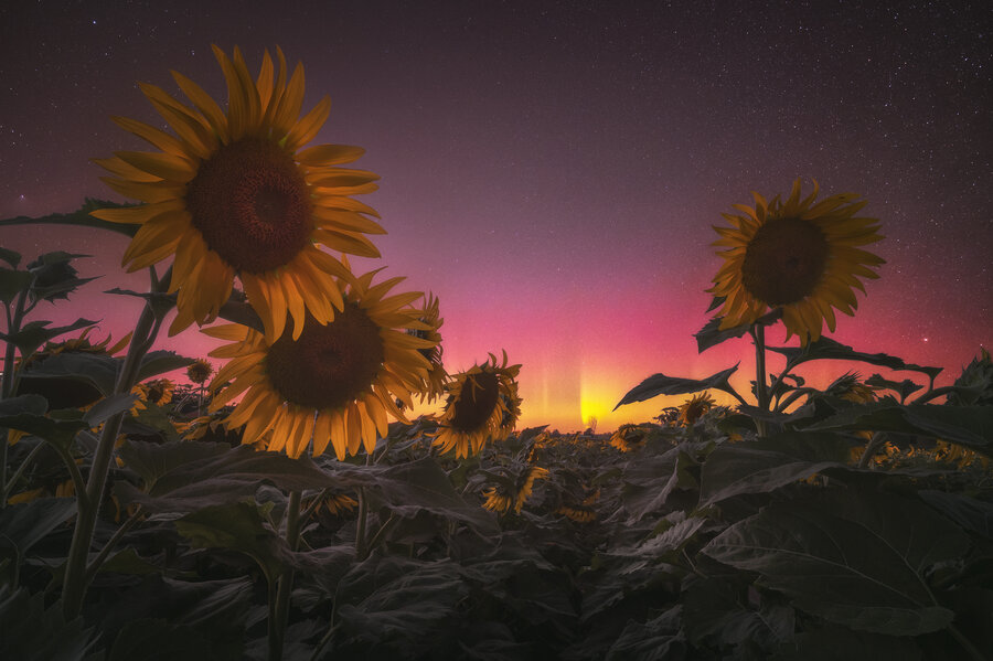 Northern lights seen over a field of sunflowers