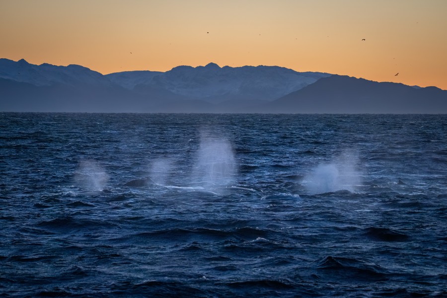 A group of whales getting close to the surface to breath