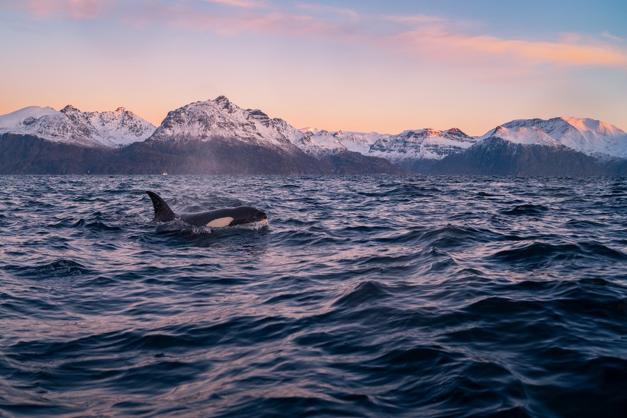 An orca in the sea surfacing in front of a row of snow covered mountains