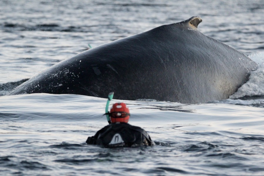 diver facing a big humpback whale