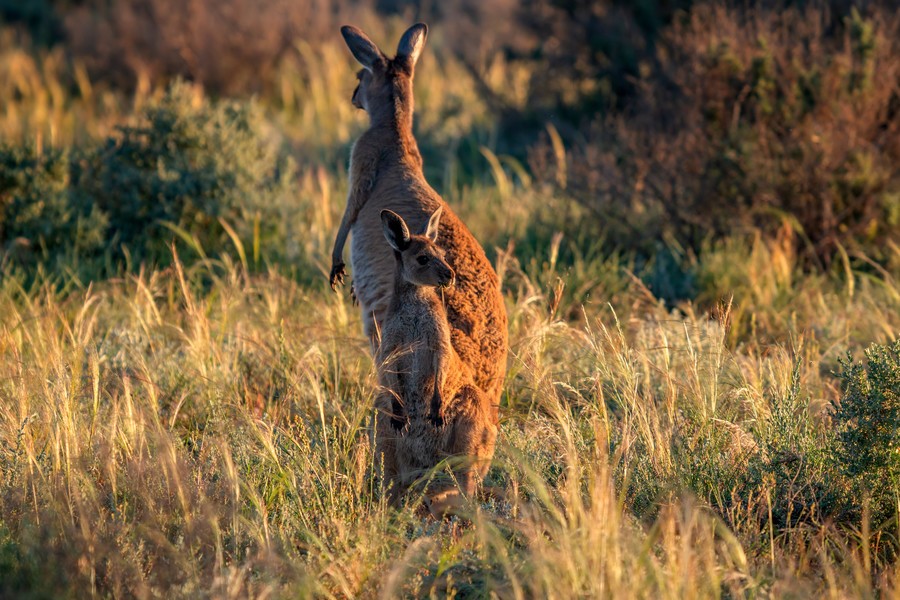 Two kangaroos keeping watch in the Australian Outback