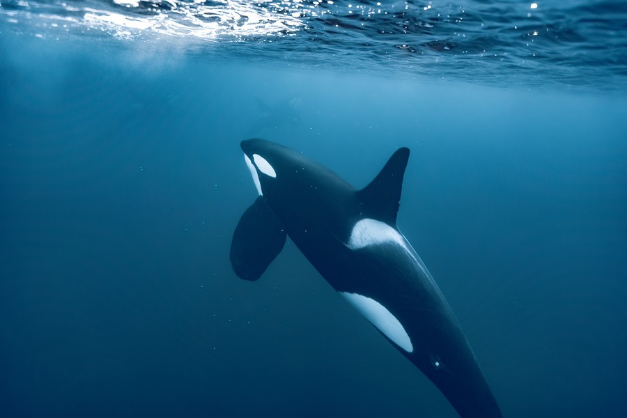 An orca about to breach