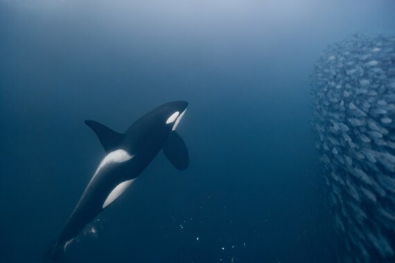 2024 Swimming with Orcas & Northern Lights in Norway