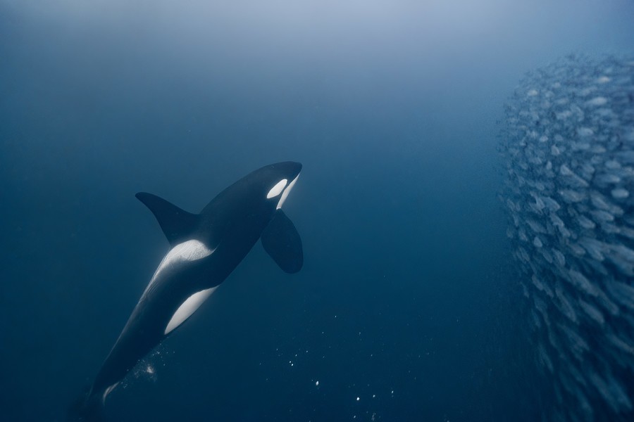 An orca preparing to feast on a school of fish