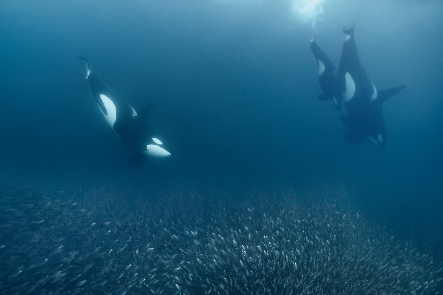 a pod of orcas getting ready to feast on a school of small fish