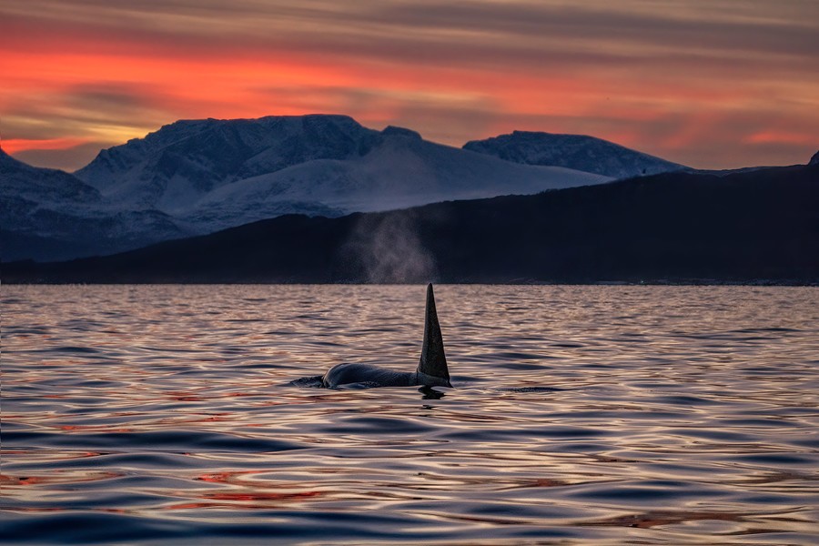 Orca breaching to breath during a colorful sunset
