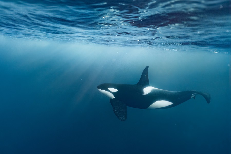Orca swimming close to the surface in crystal clear blue water