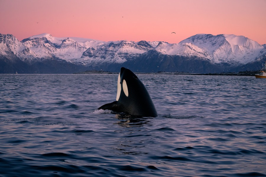 Orca with its head out of the water during a colorful sunset