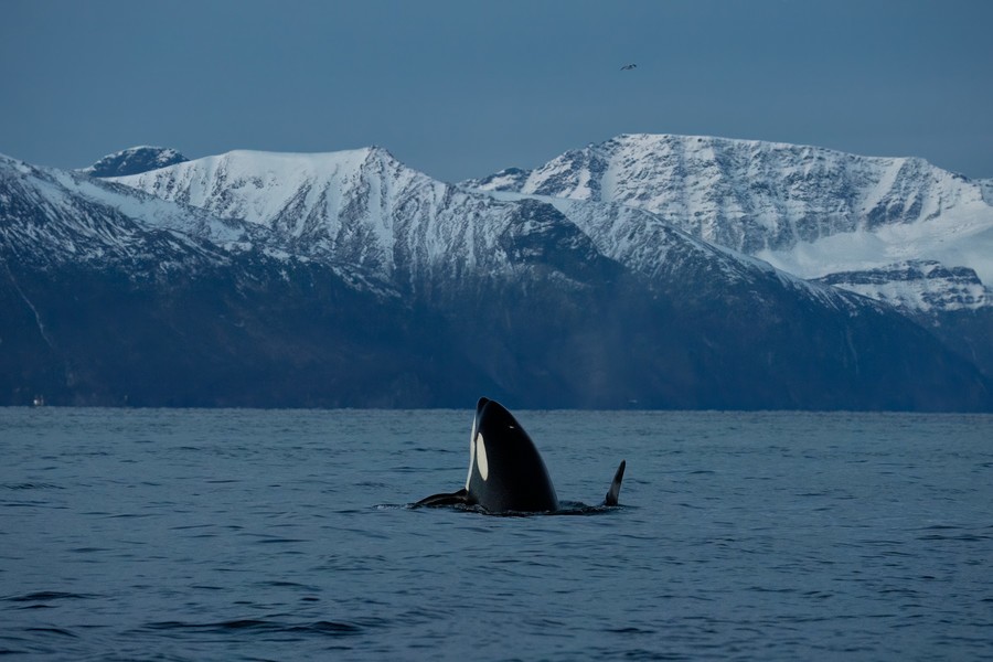 Orca in Norway breaching