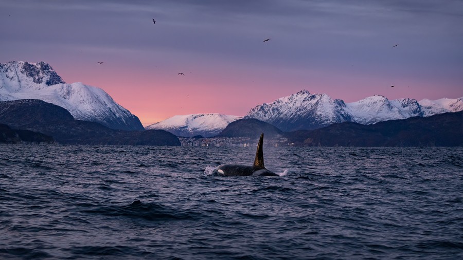An orca on the surface of the sea with a background of snow covered mountains