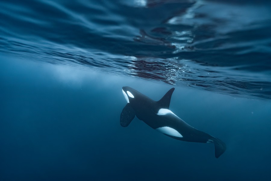 An orca swimming close to the surface in a crystal clear ocean