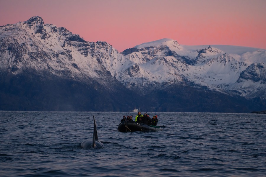 Boat approaching an orca with snowy peaks in the background