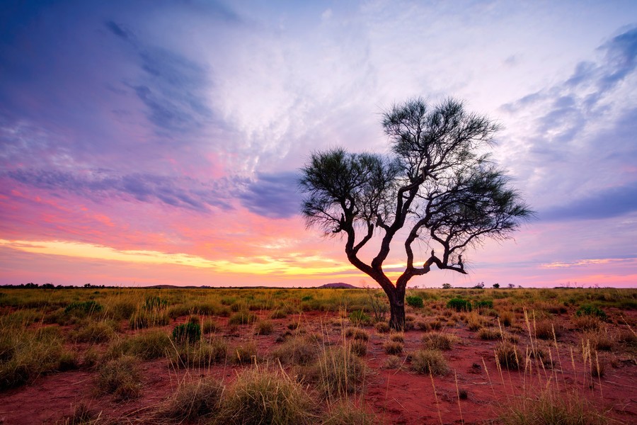 Tree in the Australian Outback during a colorful sunset