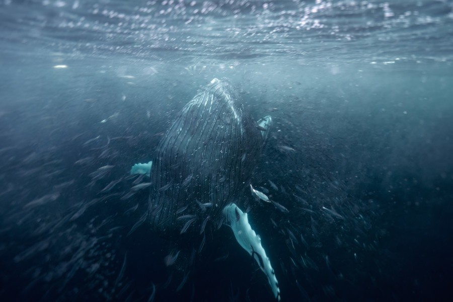 A whale about to breach swallowing a large number of small fish