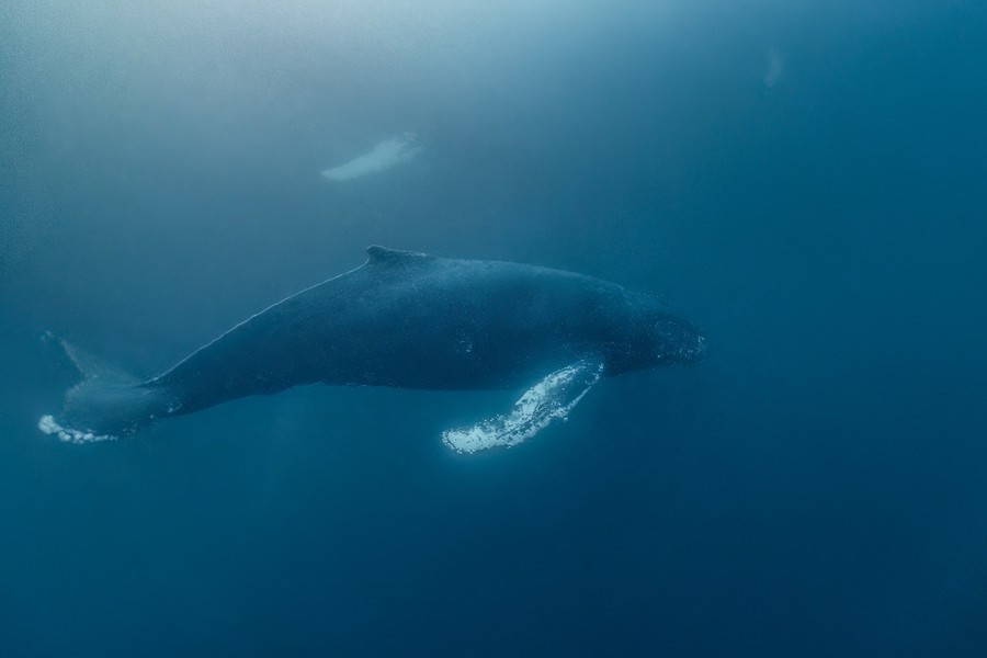 A pod of whales swimming in the calm deep waters of the ocean