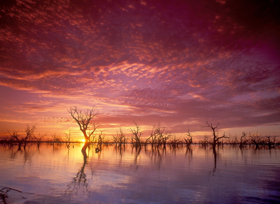 Menindee lakes with dead eucalyptus forest during a colorful sunset