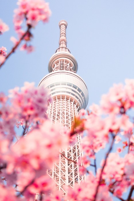 Escoge alguno de los mejores seguros de viaje a Japón y viaja protegido