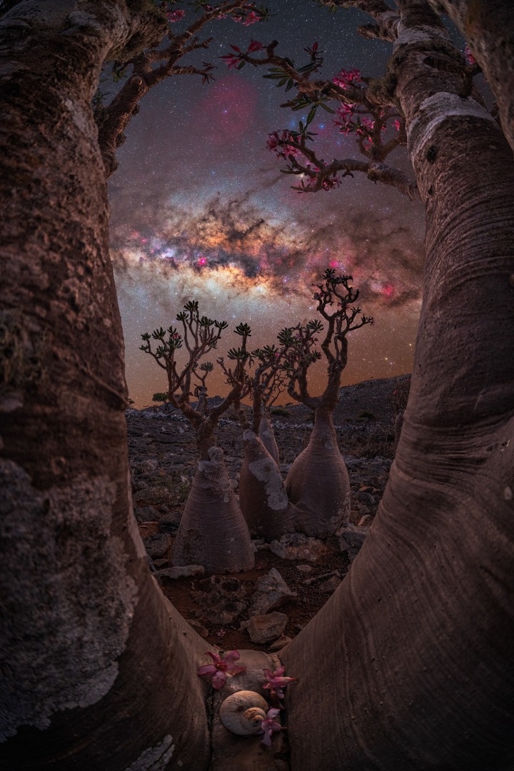 Vía Láctea enmarcada por árboles en Socotra