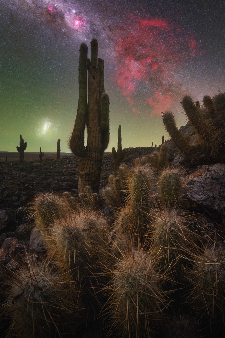 Cacti field covered by the dark night sky and bright red nebulae