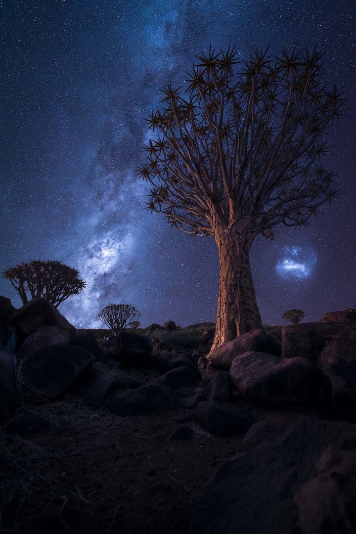 Milky Way and Magellanic cloud shining over a quiver tree in Namibia