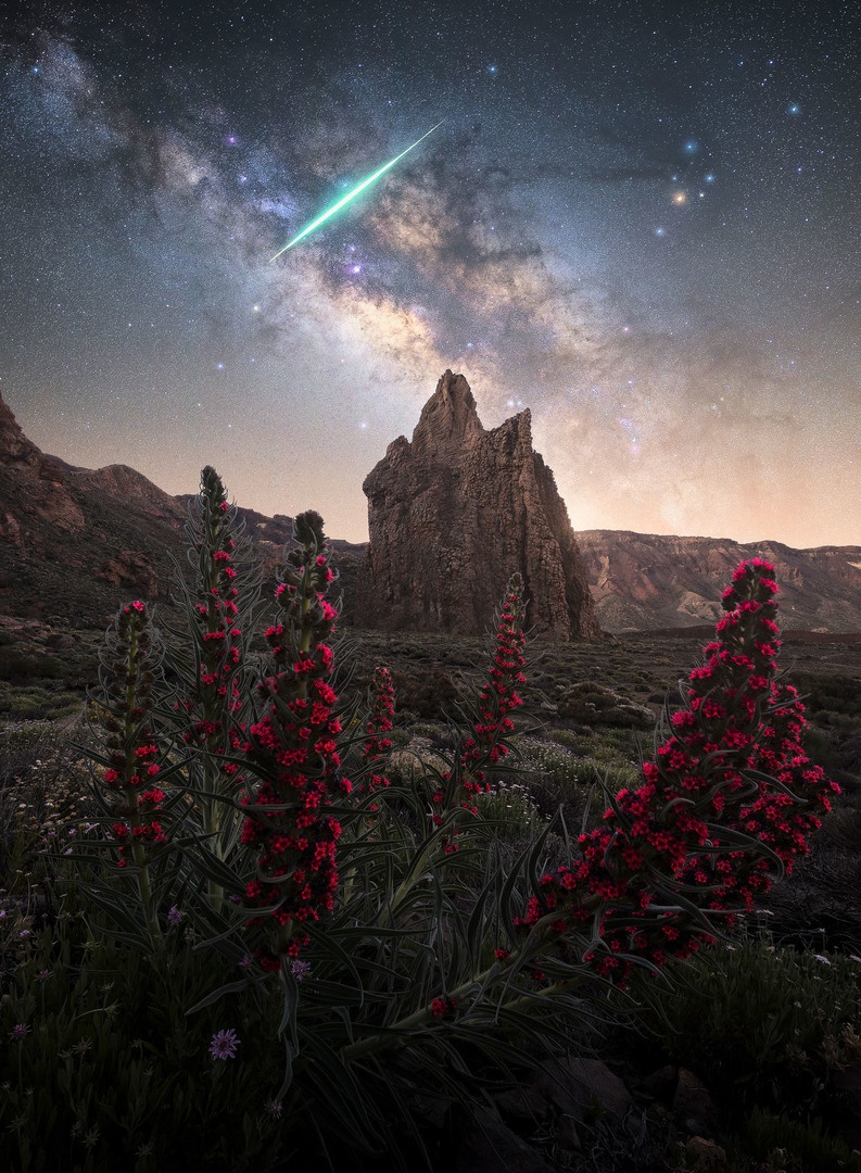 Shooting star crossing a starry sky with the Milky Way and a rock and flowers in the foreground