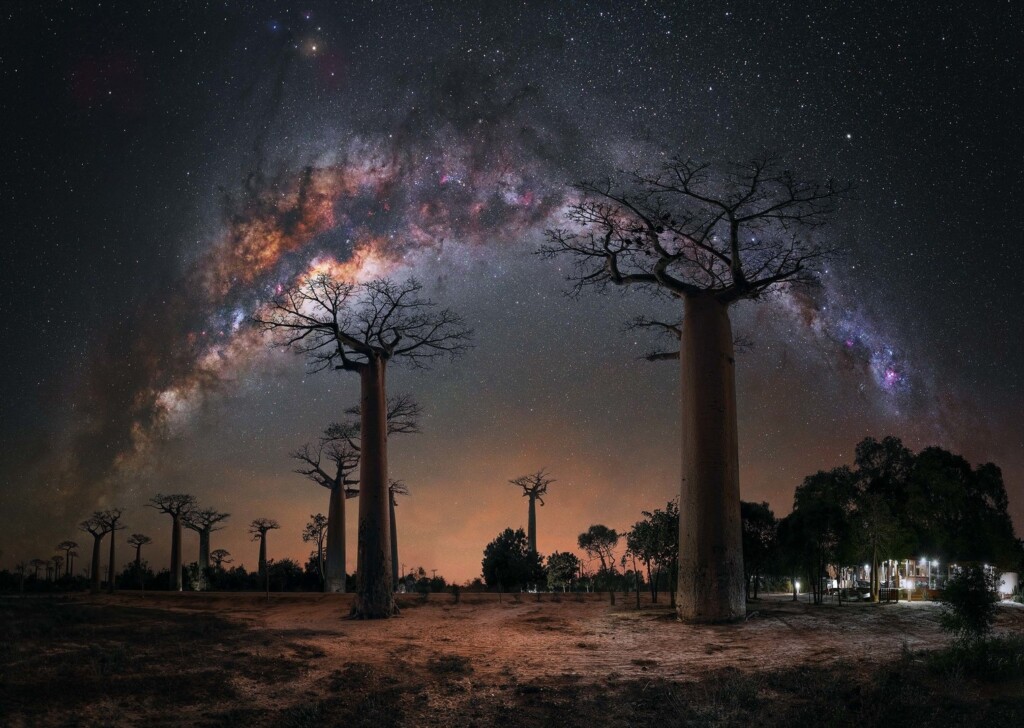 "Night under the Baobab Trees" - 