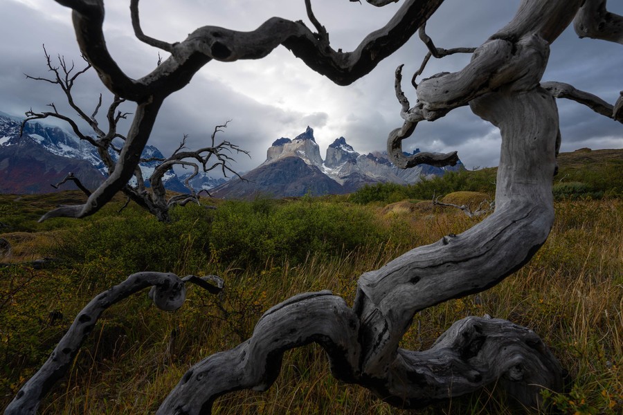Torres del Paine dead trees Patagonia Photo Tour