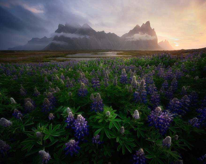 Wildflowers Iceland Photo Tour