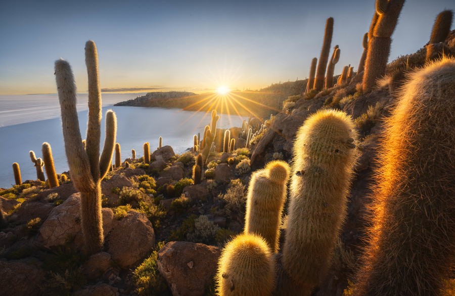 Sun setting over the horizon with a forest of giant cacti in the foreground