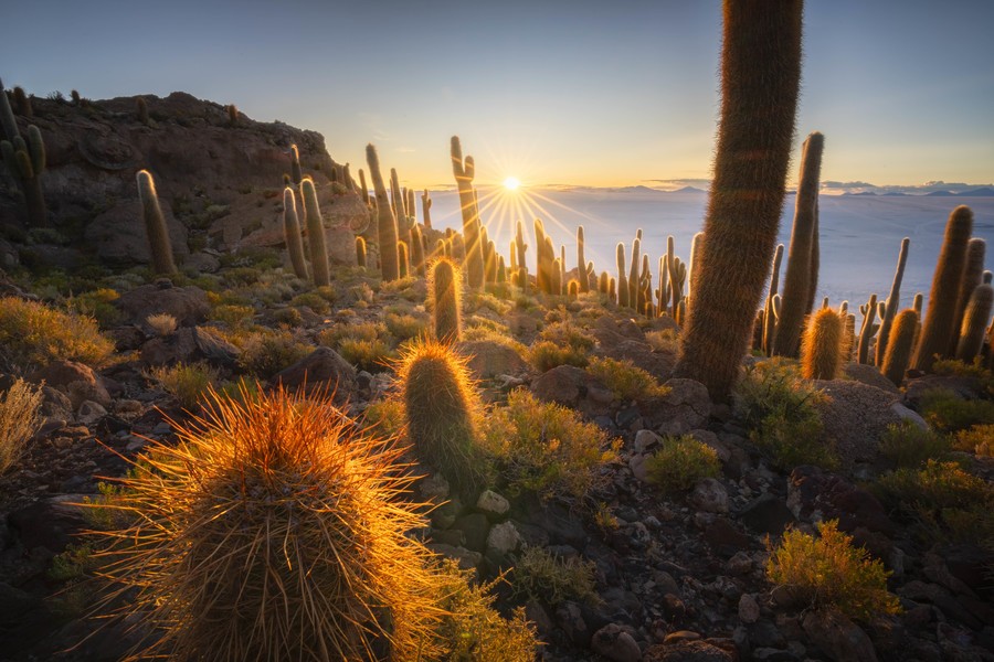 Cacti field in Salar de Uyuni during sunset