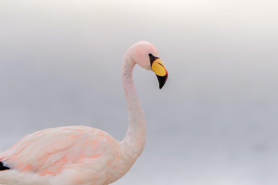 Flamingo with bright yellow and orange beak