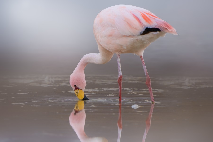 Flamingo drinking water in a lagoon
