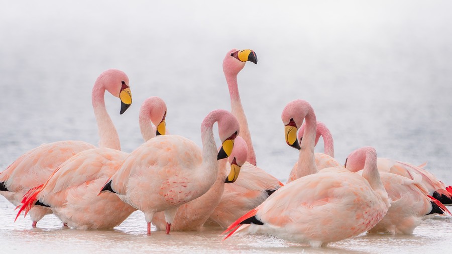 Bunch of flamingos in the water