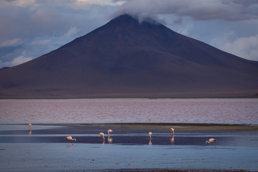 Multiple flamingos in Laguna Colorada and a mountain in the backdrop