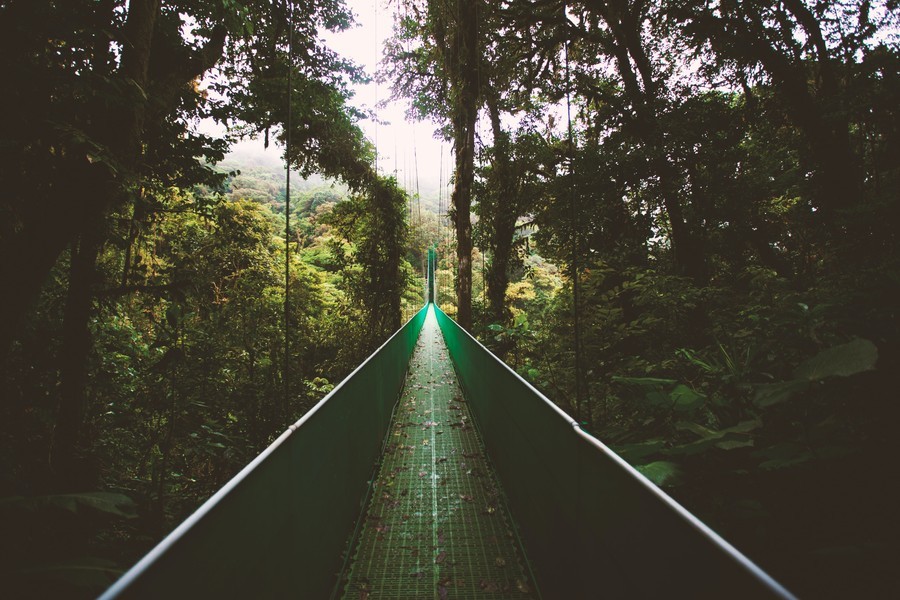 Visitar Bosque de Monteverde, algo que hacer desde San José donde conectar con la naturaleza