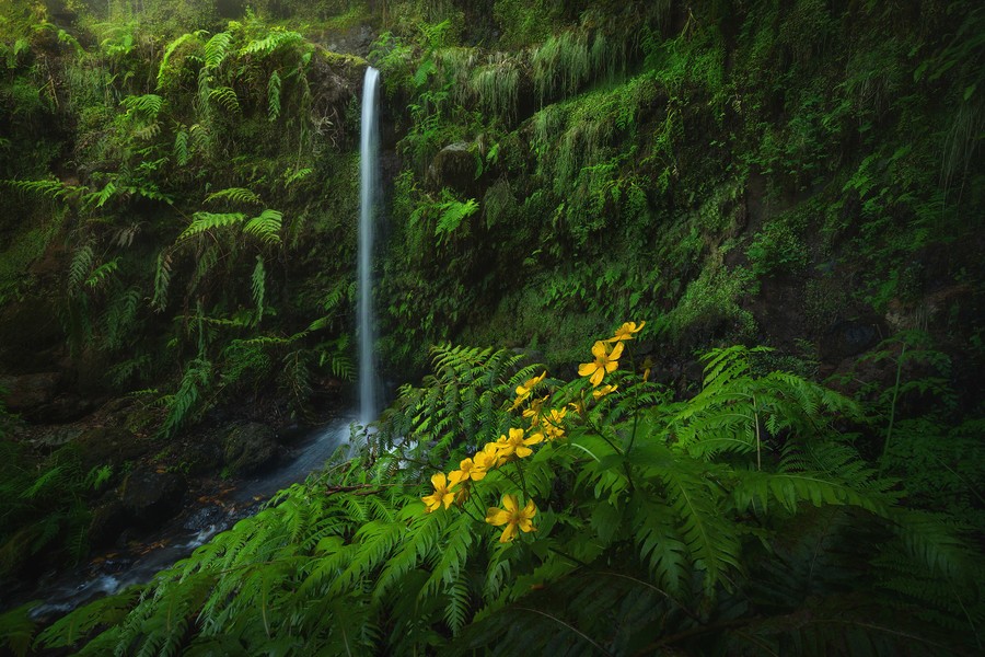 Waterfall in a lush deep forest