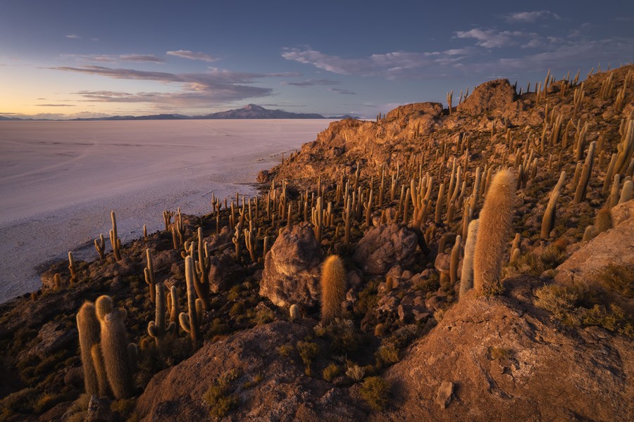 Cacti field during a sunset in salar de uyuni