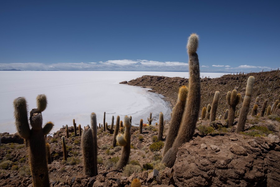 Cacti field in Salar de Uyuni