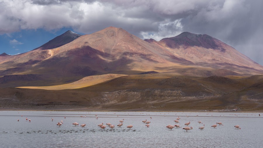 Flamingos in lagoon with a mountain in the backdrop
