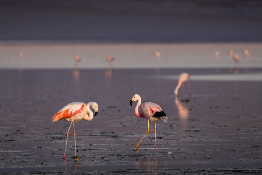 Multiple flamingos in Laguna Colorada