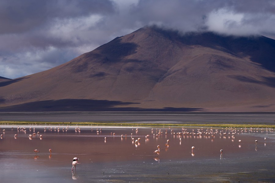 Lagoon filled with flamingos and a mountain in the backdrop