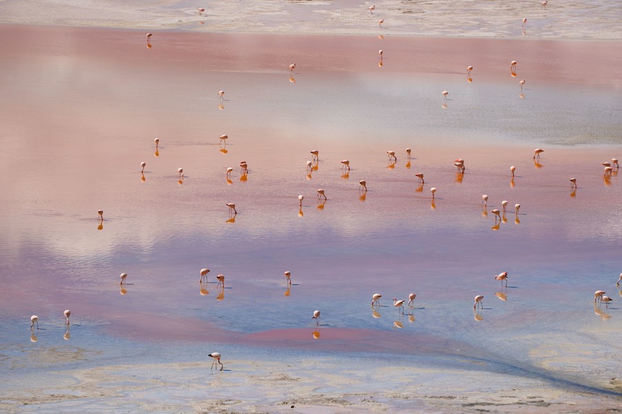 Aerial view of a lagoon filled with flamingos